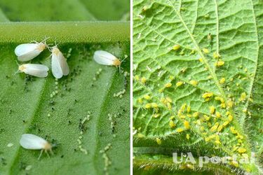 How to get rid of white bugs in pots with flowers: simple tips