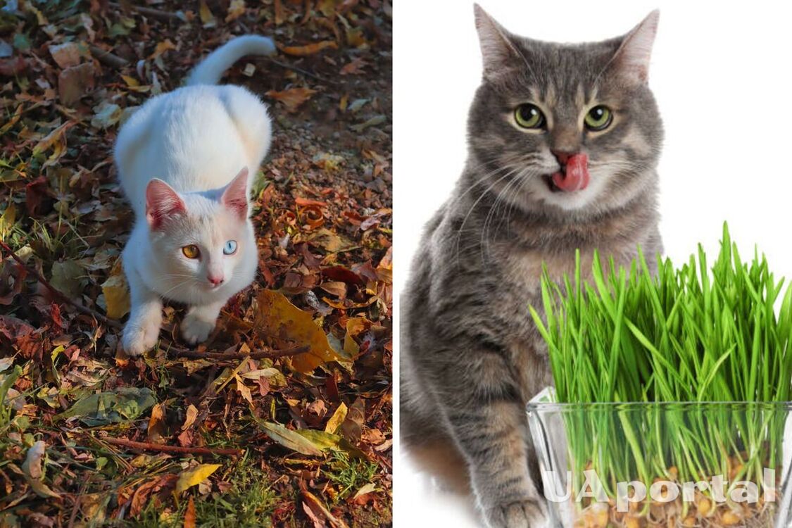 Czy koty mogą jeść trawę: co mówią naukowcy