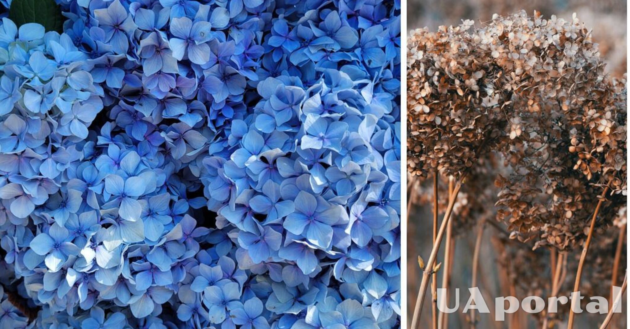 It is necessary to create a 'cage': how to properly prepare hydrangeas for winter