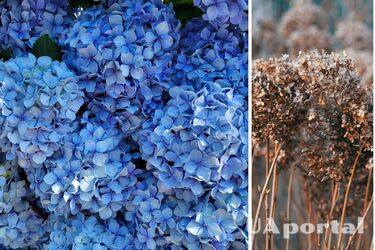 Треба створити 'клітку': як правильно підготувати гортензії до зими