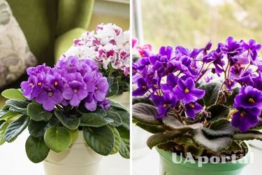 Where to put the violet at home to avoid the negative effects of the flower