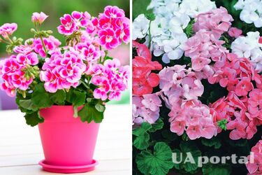 Садівники назвали три методи, які стимулюють ріст герані