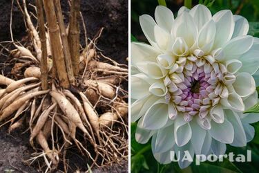 Садоводы объяснили, когда выкапывать клубни георгин и как их хранить