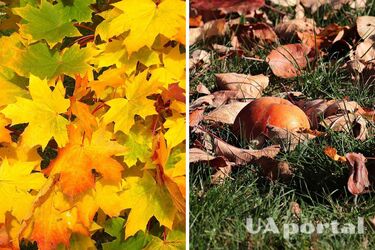 Experts explain how to get free mulch for plants in October