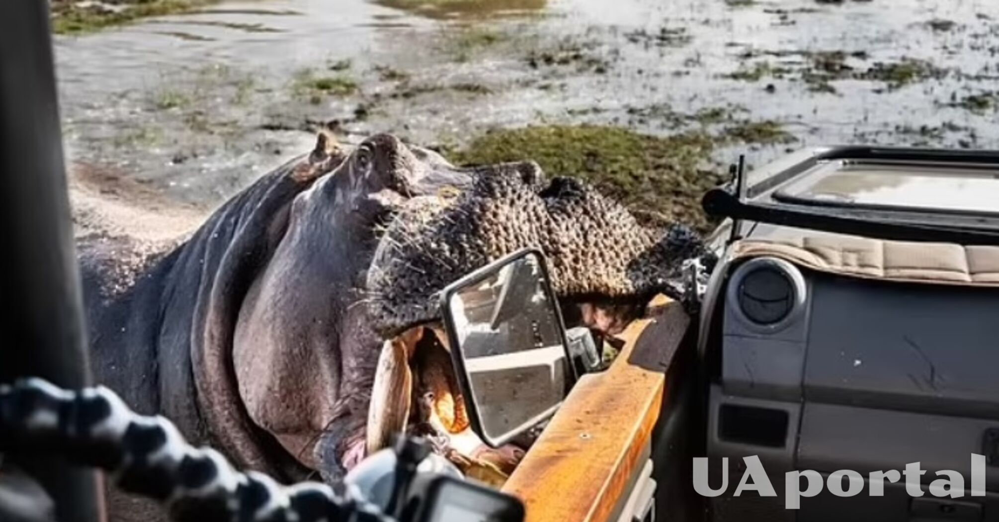 Hipopotam w Botswanie atakuje turystów i przegryza drzwi SUV-a (wideo)