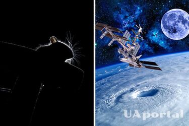 Po raz pierwszy naukowcom udało się wyhodować zarodki ssaków w kosmosie