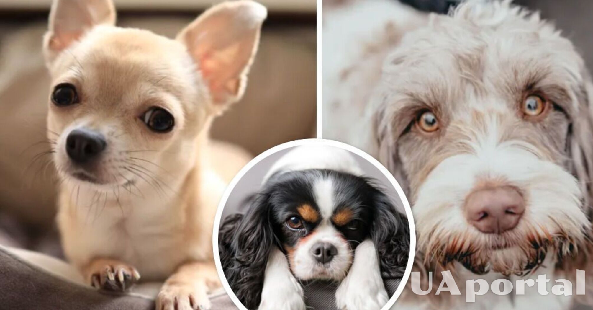 9 unpretentious dog breeds that hardly need to be walked at all