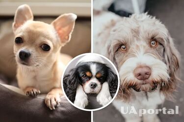 Догляд за собаками - з якими собаками можна рідко гуляти