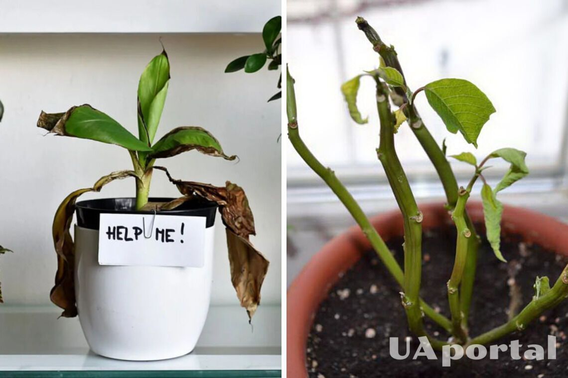 Як врятувати рослину, що засихає і гниє