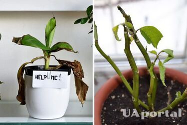 Как спасти засыхающее и гниющее растение