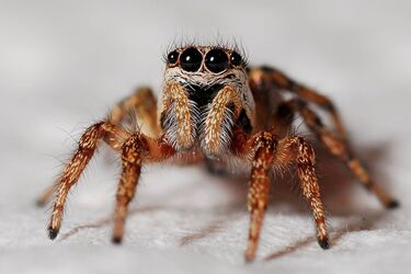 How to get rid of spiders in the house: effective tips