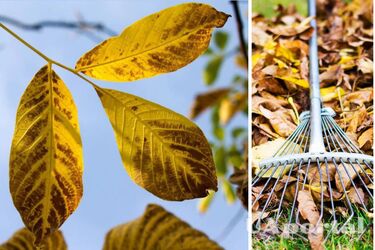 Как использовать опавшие листья ореха для пользы растений в саду