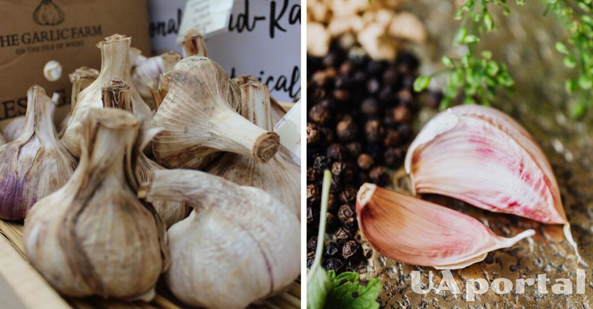 What to do if garlic has started to rot or dry out - why garlic rots