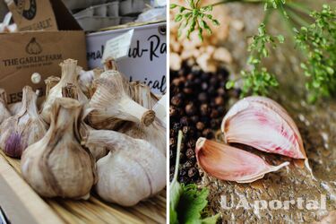 What to do if garlic has started to rot or dry out - why garlic rots