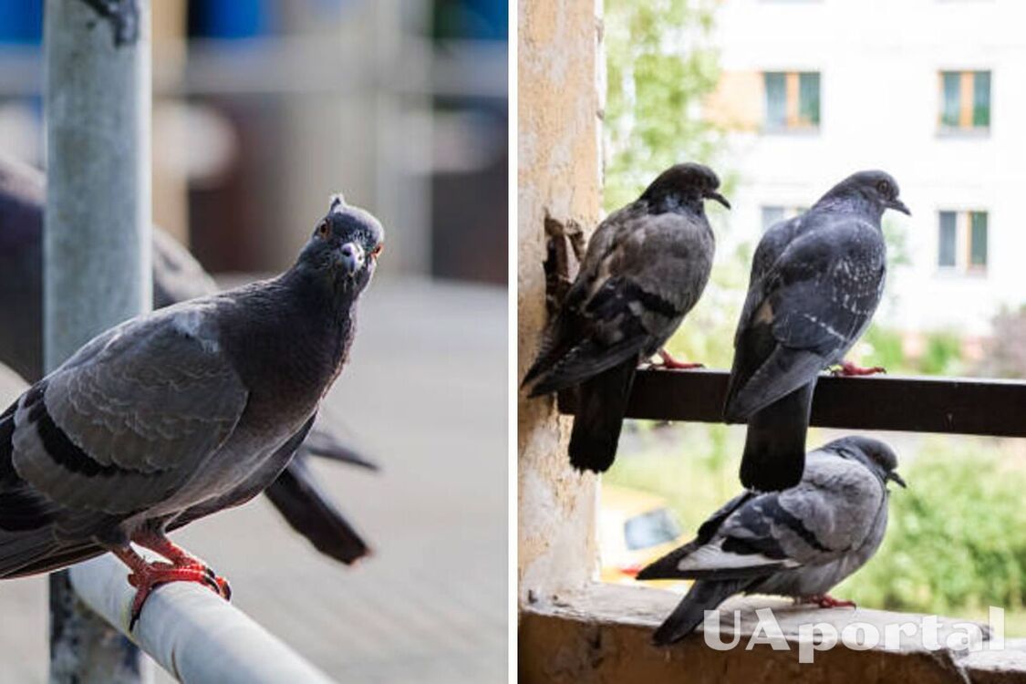 Balony i cynamon: skuteczne sposoby na odstraszenie gołębi z balkonu