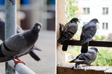 Balony i cynamon: skuteczne sposoby na odstraszenie gołębi z balkonu