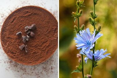 Comparison of chicory and cocoa: flavor, nutritional value and culinary versatility