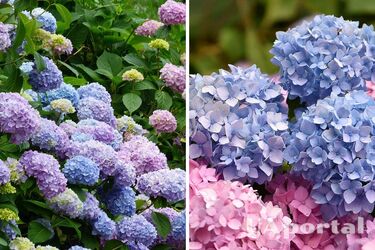 Gardeners have explained what to do with hydrangeas to ensure they bloom abundantly next year