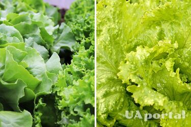 Эксперты объяснили, как легко сделать 'мягкие' листья салата снова хрустящими