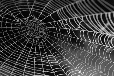 Why you shouldn't clean cobwebs in the house