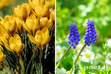 Садоводы назвали четыре холодолюбивых цветка, которые нужно посадить в октябре