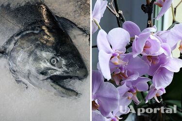 Как понять, что у орхидеи грибковое заболевание: запах напоминает мертвую рыбу