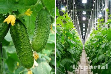 How to prepare a greenhouse for planting cucumbers in the fall: tips for gardeners