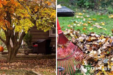 Why you shouldn't clean up fallen leaves in the garden: what are they good for