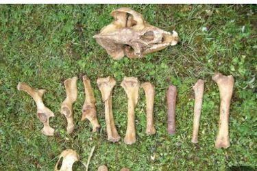 Археологи обнаружили в Китае остатки панды, жившей 5000 лет назад