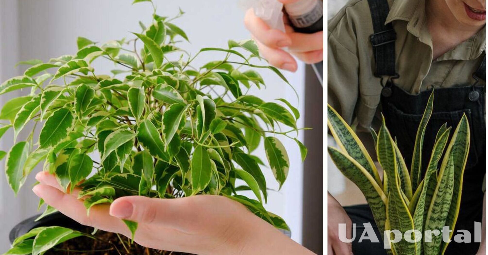 Как подкармливать комнатные растения с помощью лаврового листа