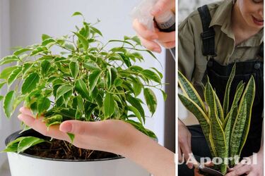 Как подкармливать комнатные растения с помощью лаврового листа