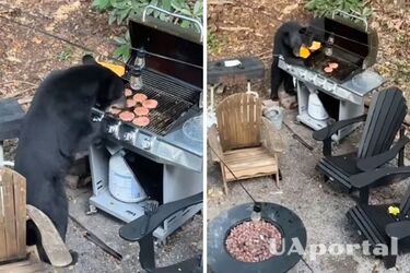 У США ведмеді увірвалися на пікнік: з'їли котлети для бургерів і випили колу (фото та відео)