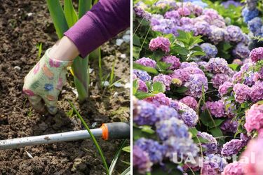 Садоводы назвали лучшее время для высадки гортензии