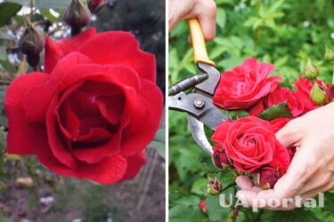 Як правильно доглядати за трояндами восени: поради садівників