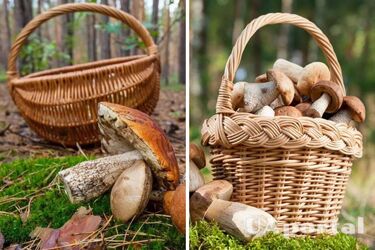 Як і де збирати гриби у лісі