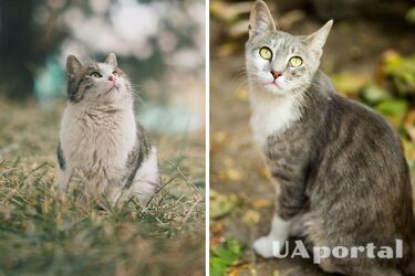 Как отогнать уличных кошек, которые метят на окна и двери дома