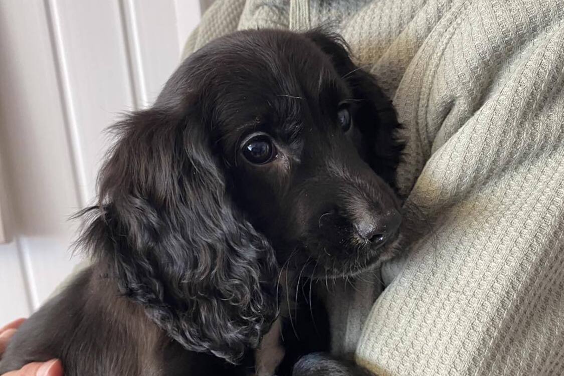 Pies z sześcioma łapami znaleziony w Wielkiej Brytanii (zdjęcia i wideo)