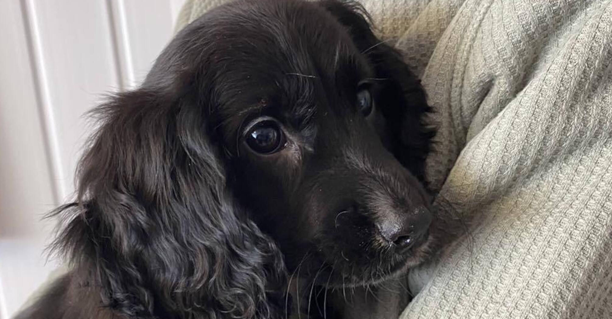 В Британии нашли собаку, у которой шесть лап (фото и видео)