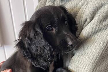 A dog with six legs was found in Britain (photos and video)