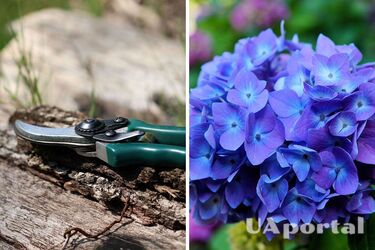 They won't bloom at all: gardeners have named a popular mistake that harms hydrangeas