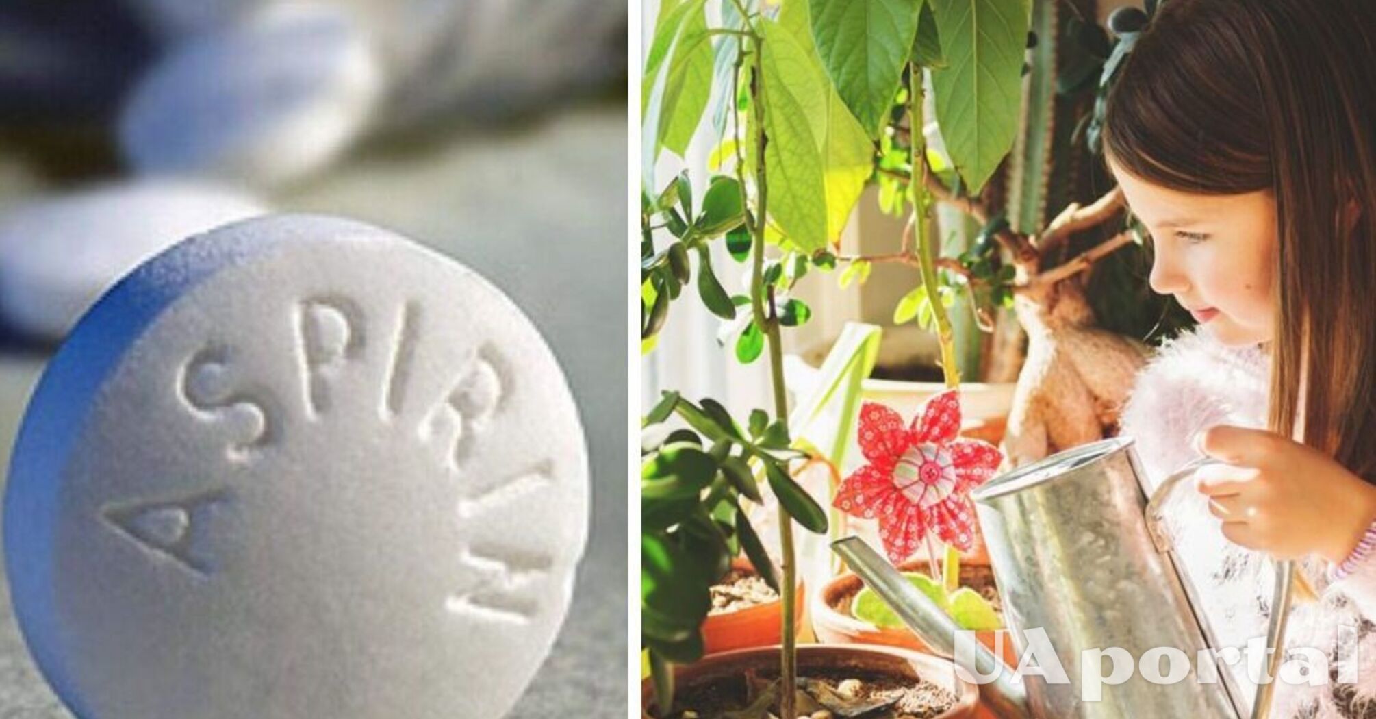 Why add aspirin to flowerpots: the result will surprise you