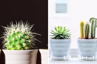 How to water cactus in fall and winter: top 3 useful tips