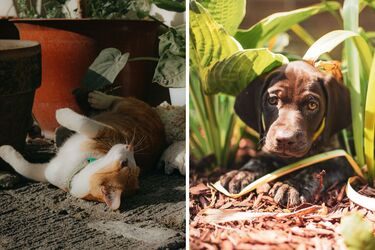 Смертельно небезпечні для тварин та дітей: які вазони не можна тримати в будинку