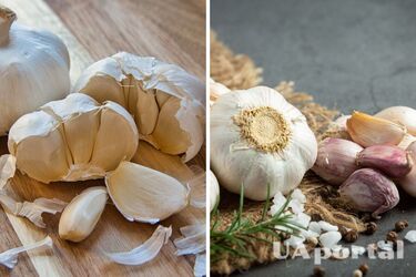 Как отличить женские зубчики чеснока от мужских