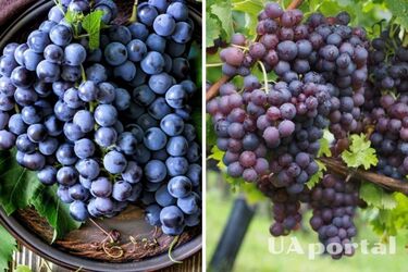 Як удобрювати виноград восени, щоб навесні отримати великий урожай