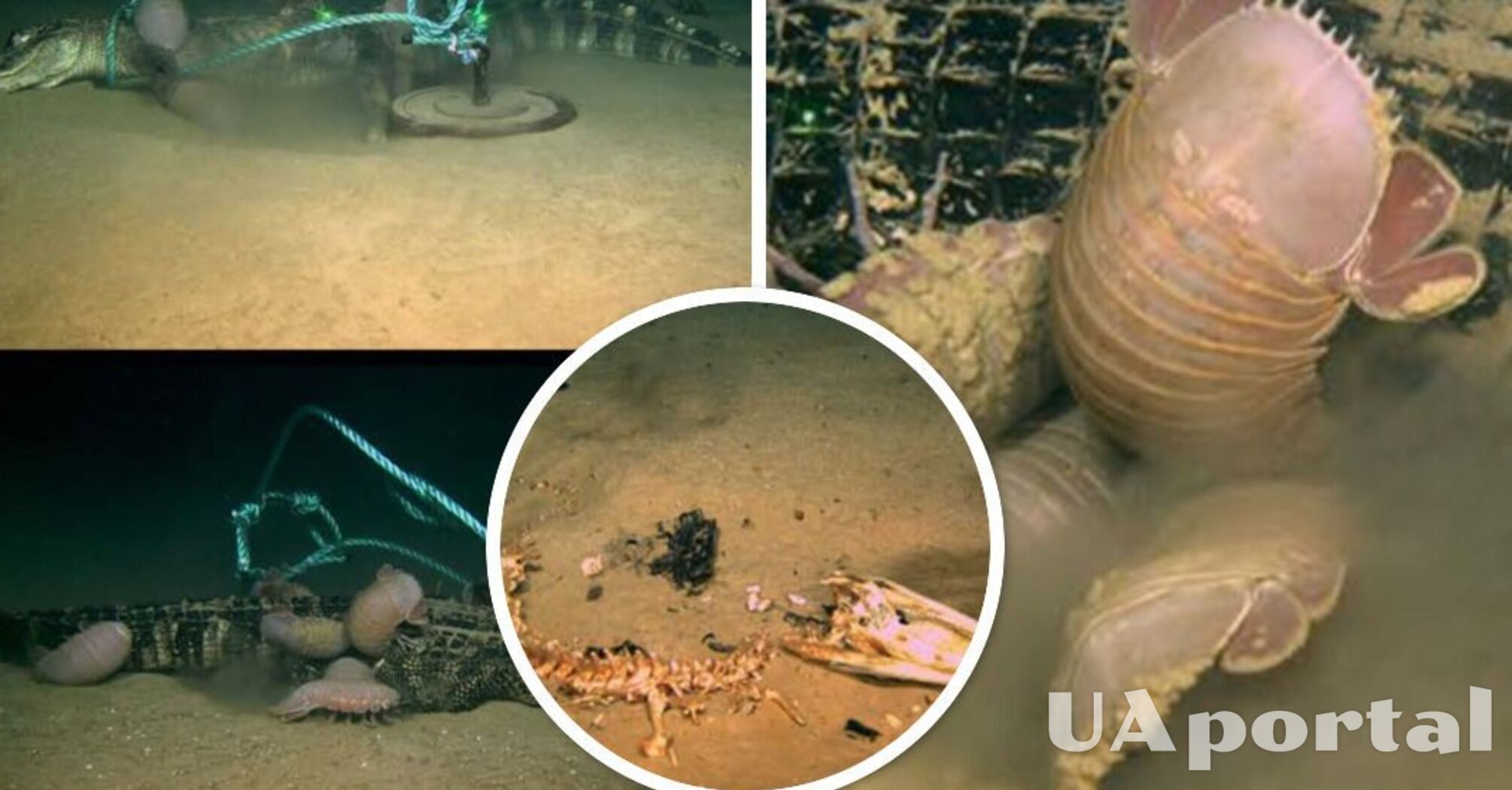 Ученые с помощью мертвых аллигаторов нашли новое гигантское существо – 'зомби-червя' Osedax (фото и видео)