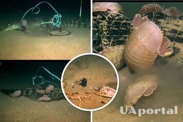 Ученые с помощью мертвых аллигаторов нашли новое гигантское существо – 'зомби-червя' Osedax (фото и видео)