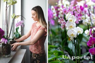 How to fertilize an orchid so that it begins to bloom