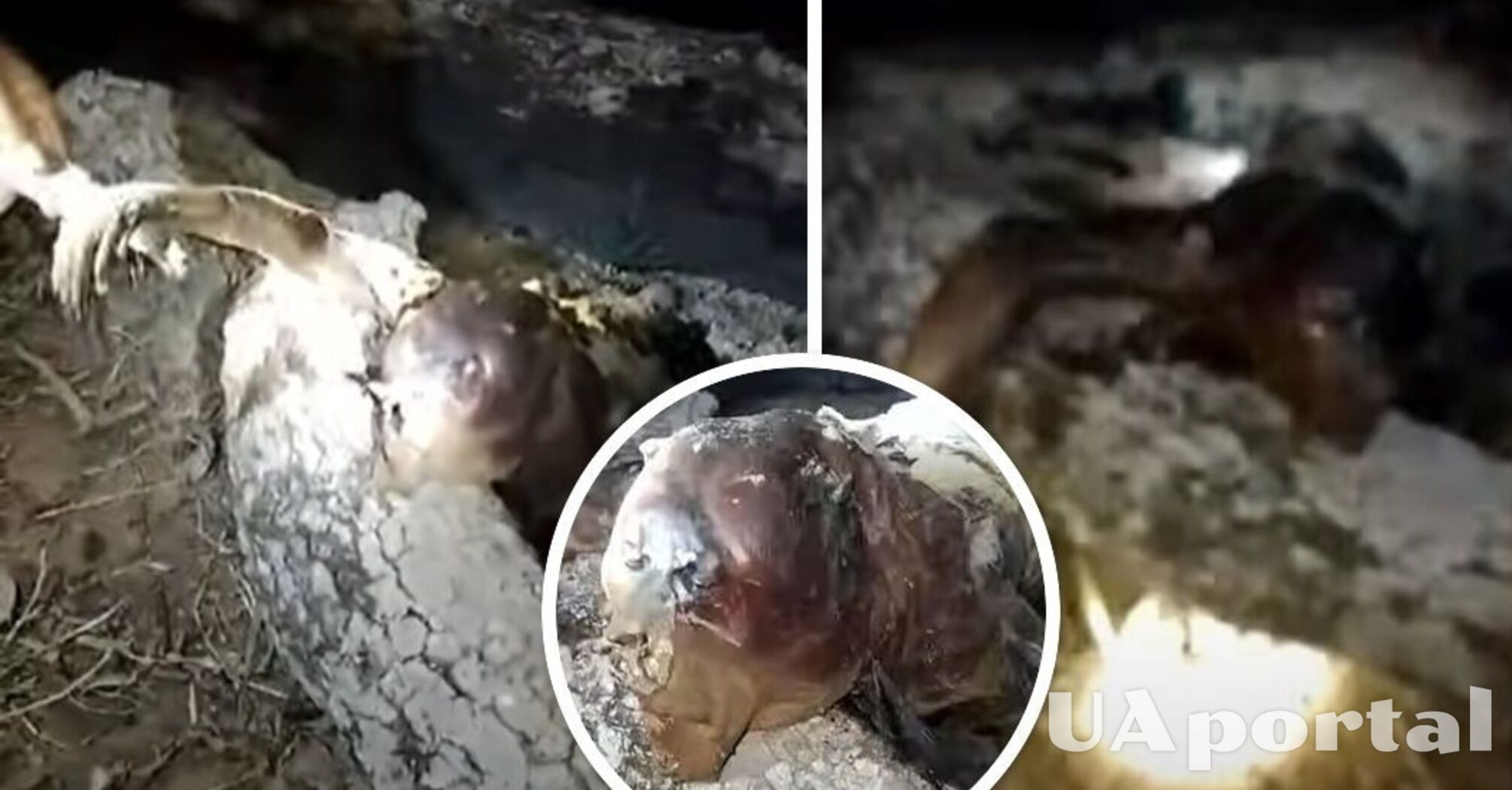 Мисливець з Бразилії заявив, що підстрелив чупакабру (відео та фото)