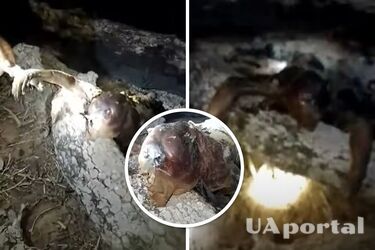 Охотник из Бразилии заявил, что подстрелил чупакабру (видео и фото)
